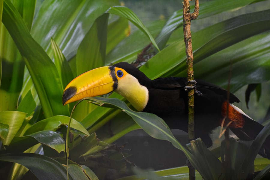 How have WildTeam built a global community of 1,000 conservationists to find solutions to save more wildlife?